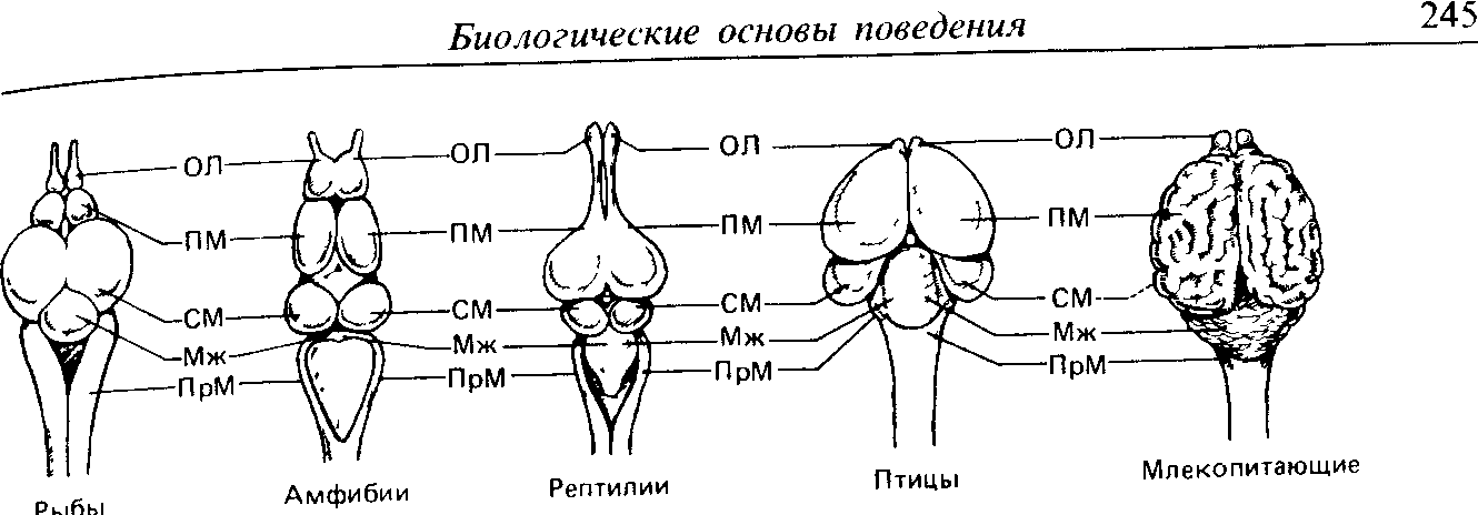 Мозг земноводных пресмыкающихся птиц млекопитающих