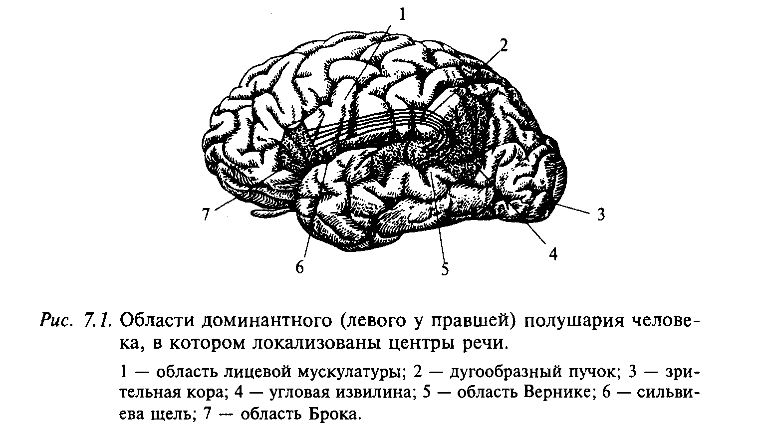 Левая гемисфера головного мозга. Речевые зоны коры левого полушария мозга у правшей. Речевые центры коры головного мозга нейрофизиология. Центры речи в коре левого полушария. Речевые зоны коры головного мозга Брока.
