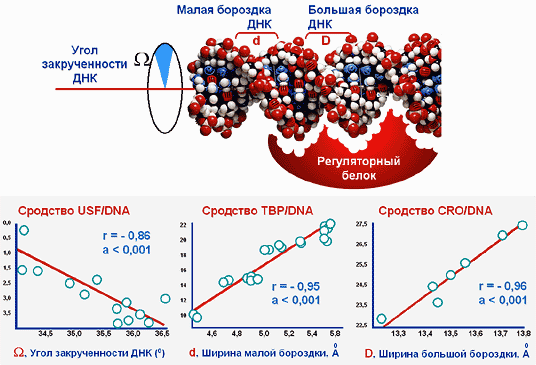Днк расшифровка. Угол ДНК закрученности. Как происходит расшифровка ДНК. Как расшифровывается ДНК дословно. Временная линия ДНК расшифровка.