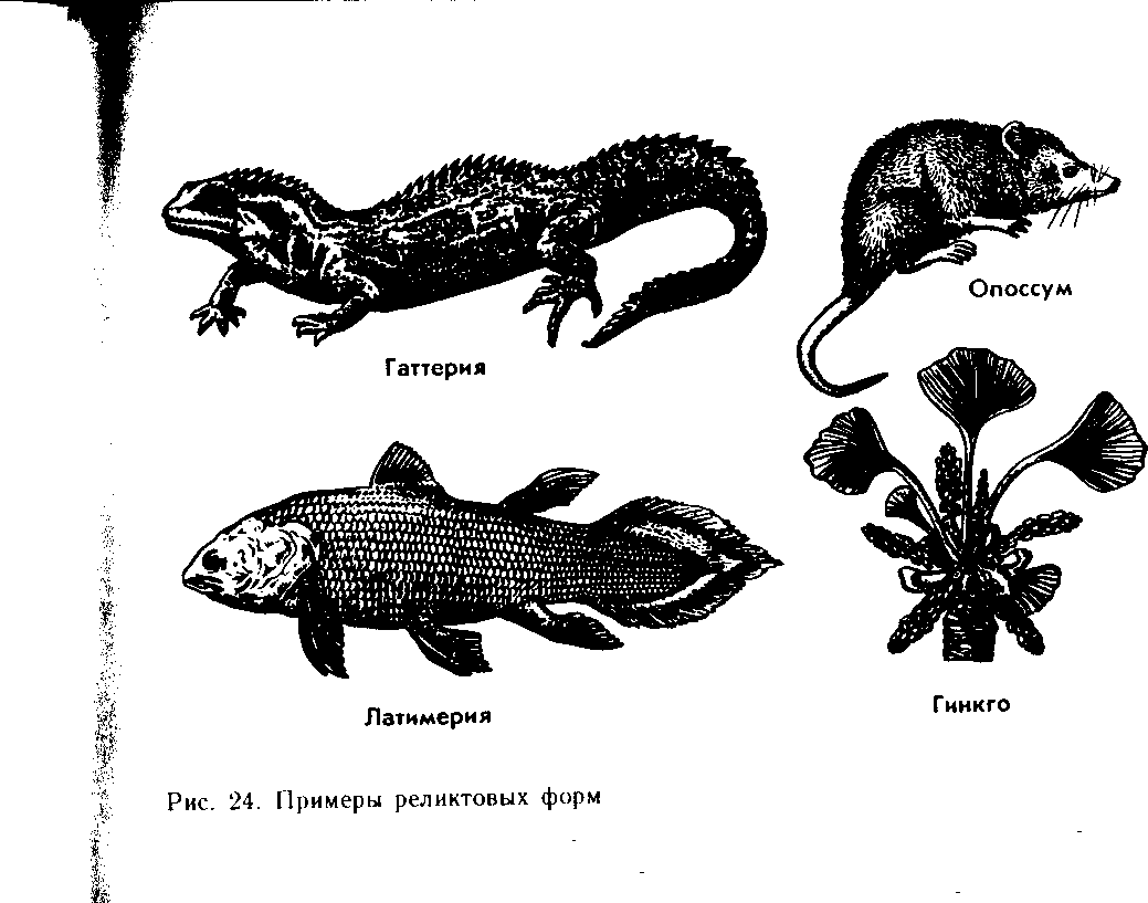 Изучение реликтовых форм. Латимерия стабилизирующий отбор. Реликтовые формы животных. Реликтовые организмы. Реликтовые виды примеры.