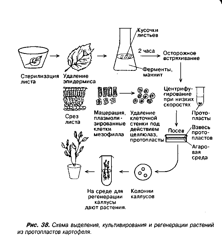 Культивирование клеток и тканей растений. Микроклональное размножение схема. Микроклональное размножение растений схема. Схема микроклонального размножения картофеля. Способы культивирования протопластов схема.