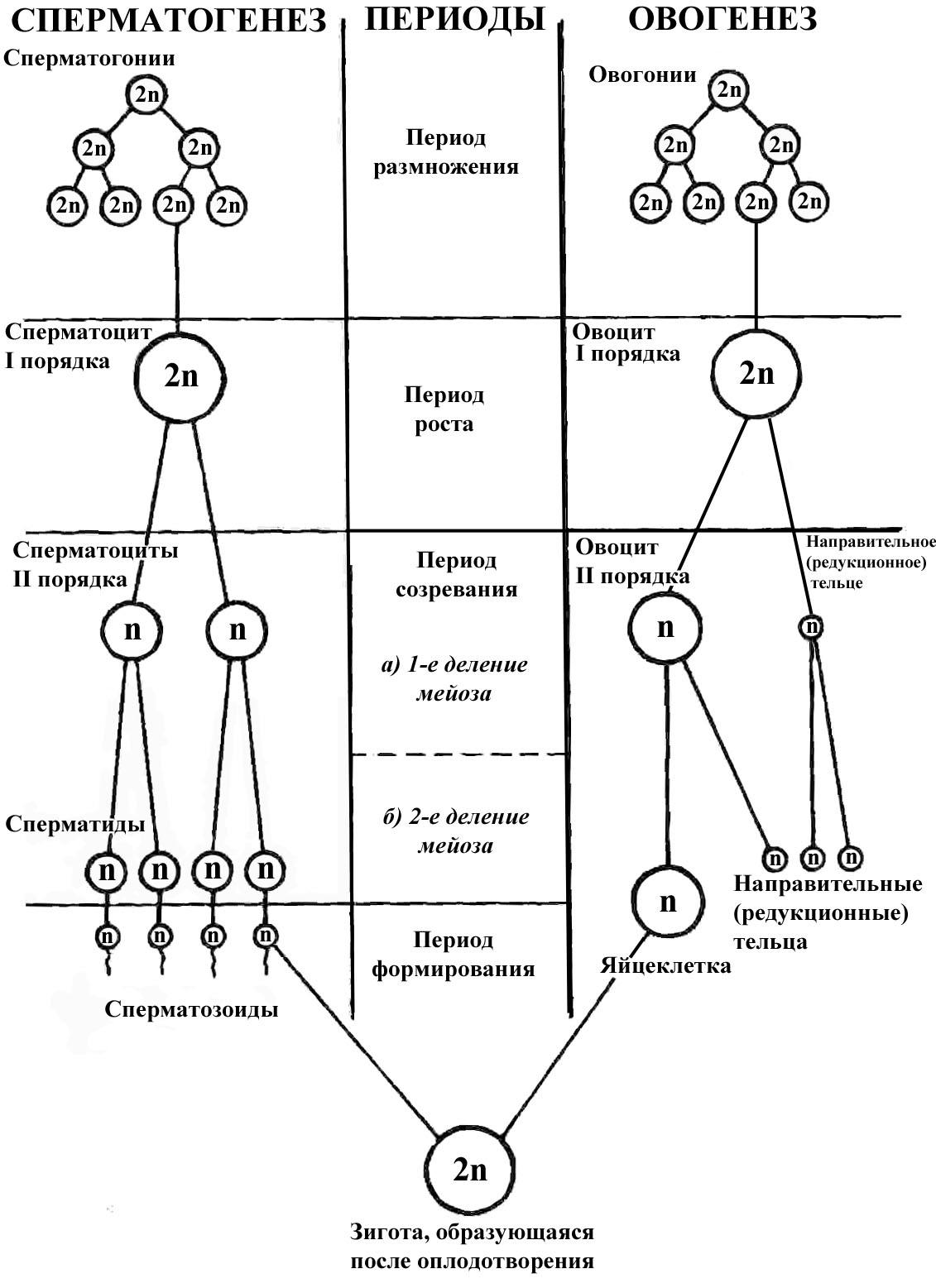 Сперматогенез, овогенез, оплодотворение