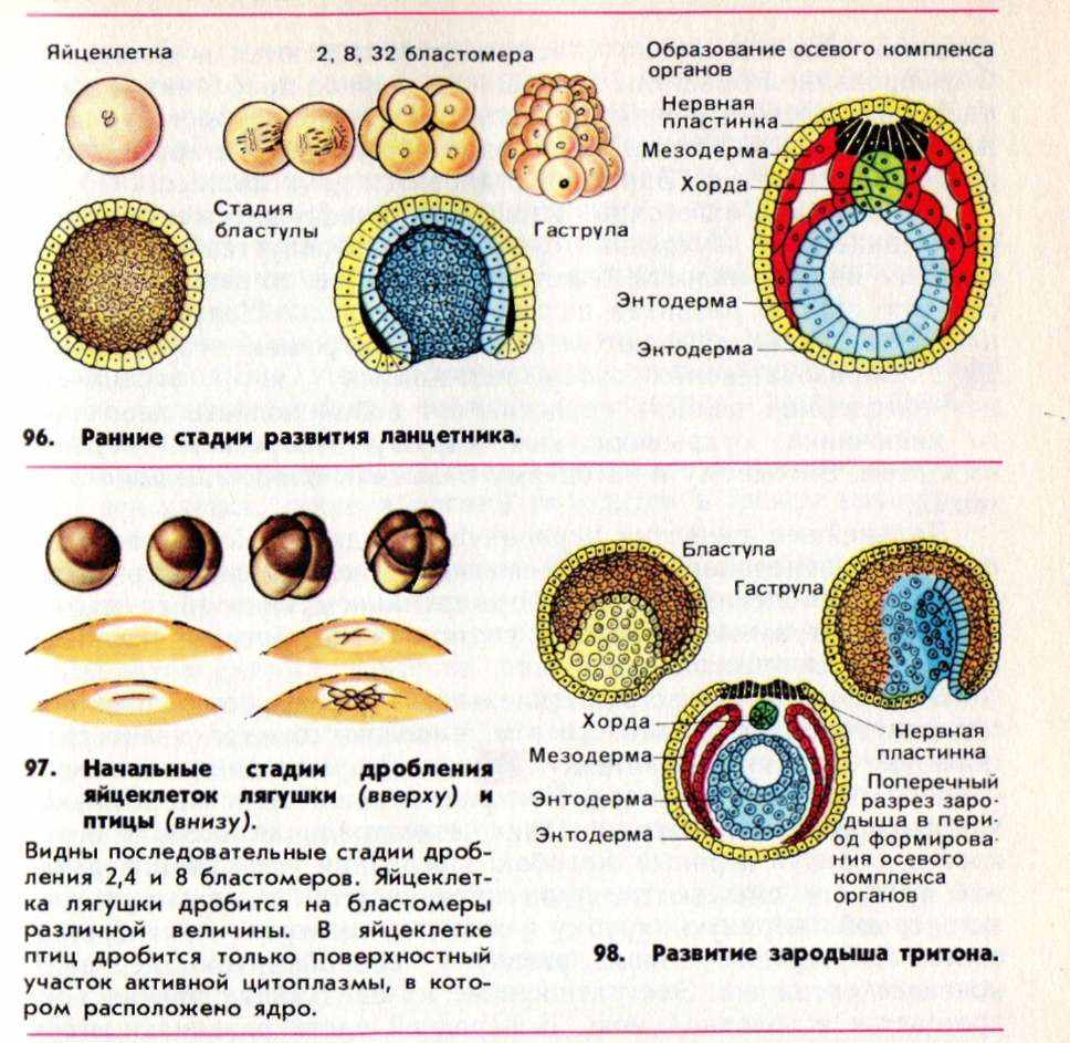 Накапливается клеточный материал для дальнейшего развития зародыша. Зародышевые ткани эмбриология. Этапы развития зародыша схема. Этапы эмбриогенеза ланцетника. Строение зародышевых листков эмбриона.