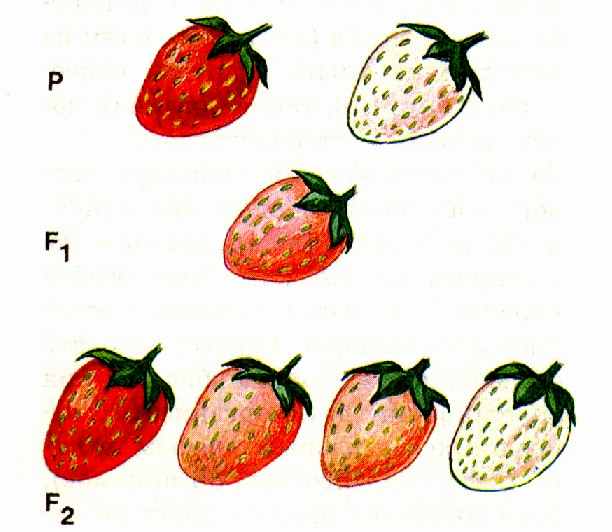 Скрещивание земляники. Неполное доминирование клубника. Неполное доминирование земляники. Скрещивание клубники.