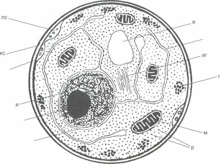 Есть ли ядро у грибов. Строение клетки гриба. Строение грибной клетки. Строение грибной клетки под электронным микроскопом рисунок. Строение грибной клетки под микроскопом.
