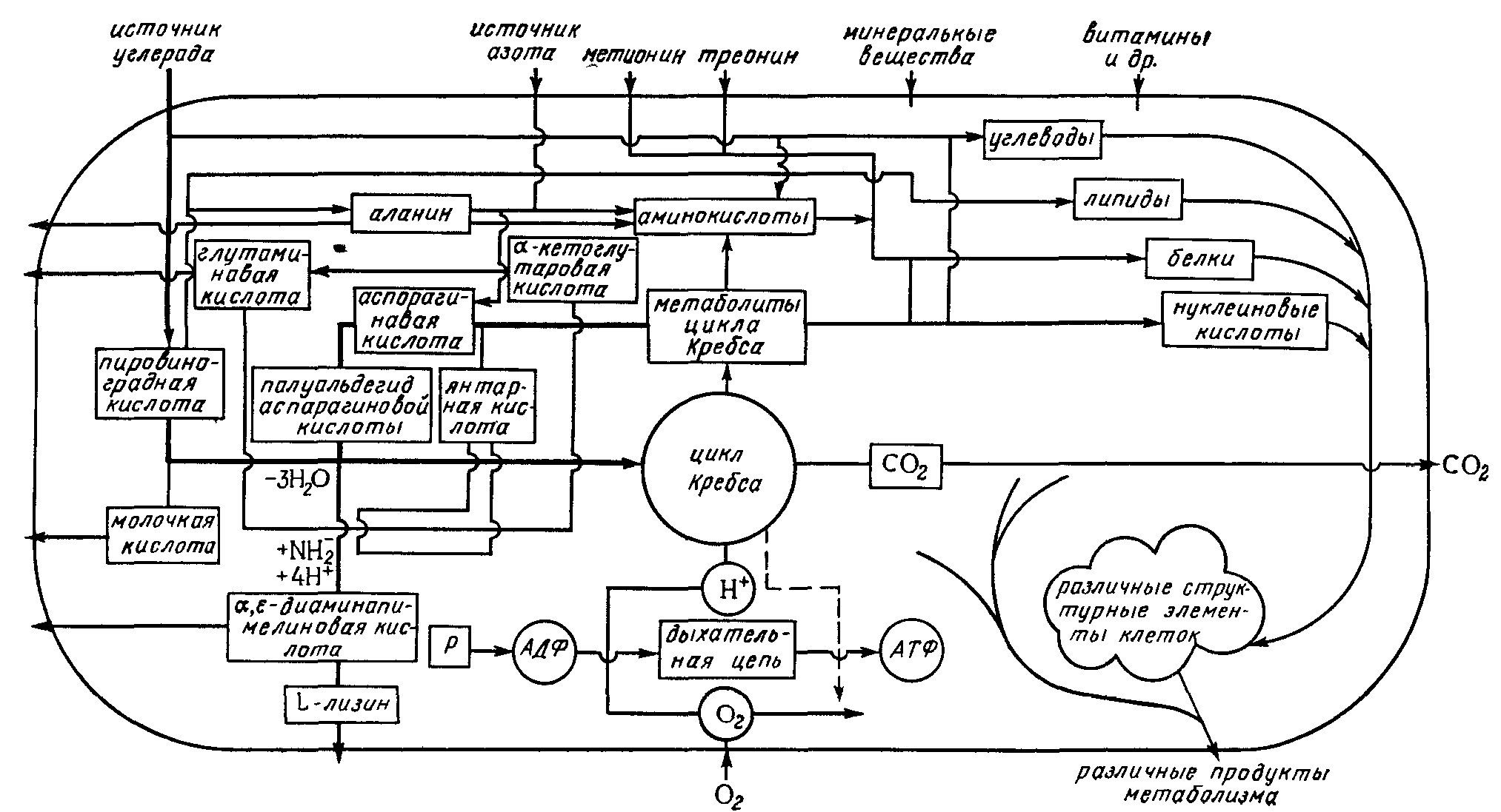 Технологическая схема производства лизина