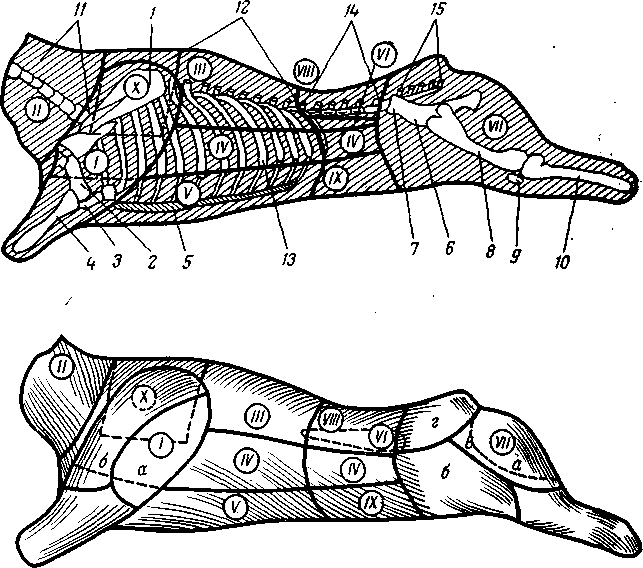 Схема разделки говяжьей туши