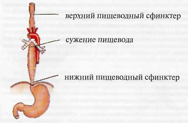 Пищевод расположен на уровне. Верхний пищеводный сфинктер анатомия. Сфинктеры пищевода анатомия. Анатомия верхнего пищеводного сфинктера пищевода. Анатомия Нижнего пищеводного сфинктера.