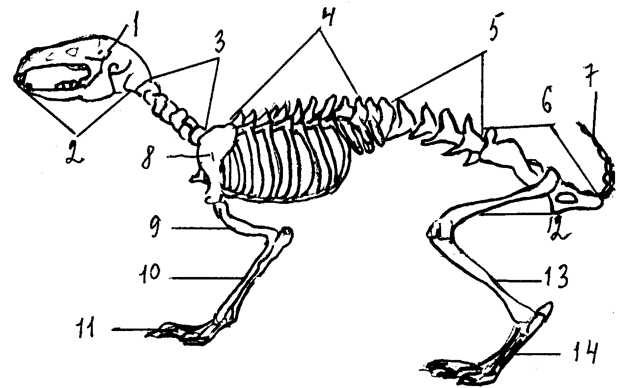 Отделы скелета млекопитающих животных. Скелет кролика схема биология 7. Скелет млекопитающих схема кролика. Скелет млекопитающих кролик. Схема строения скелета млекопитающих.