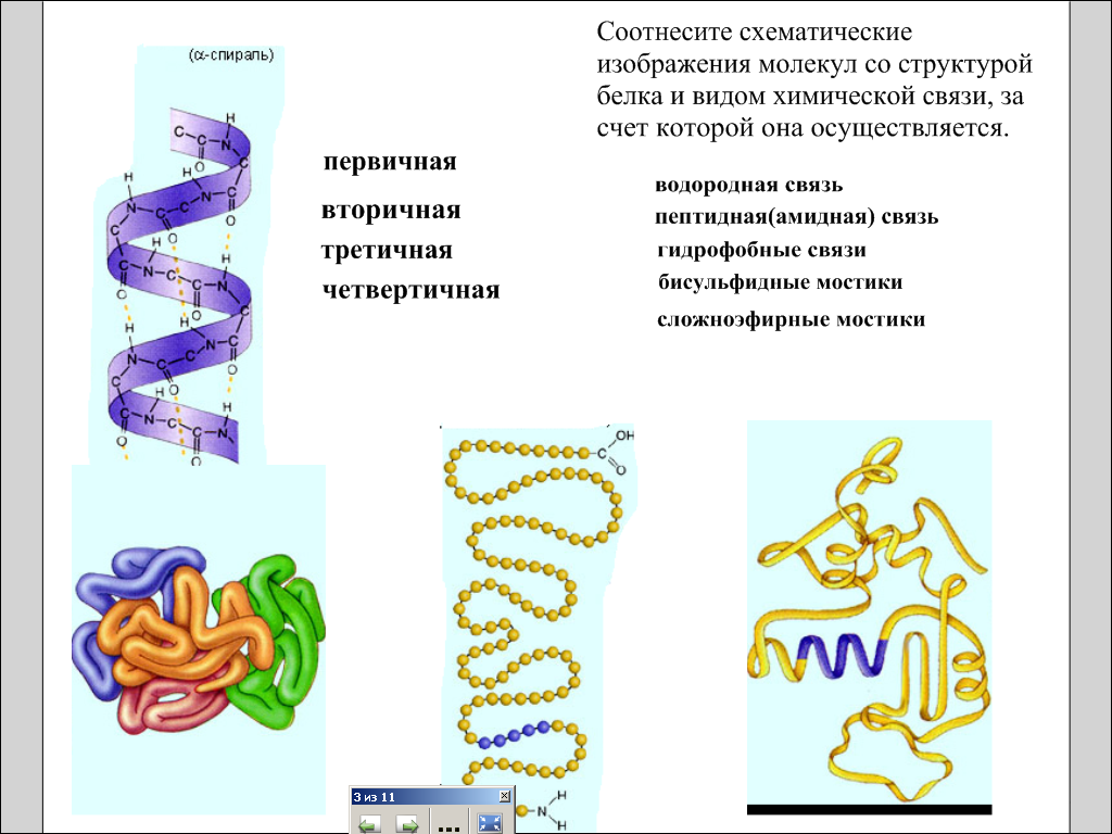 Вторичная третичная структура белков. Третичная структура белка сложноэфирные связи. Третичная структура белка функции. Структуры белка первичная вторичная третичная четвертичная. Вторичная третичная и четвертичная структура белка.