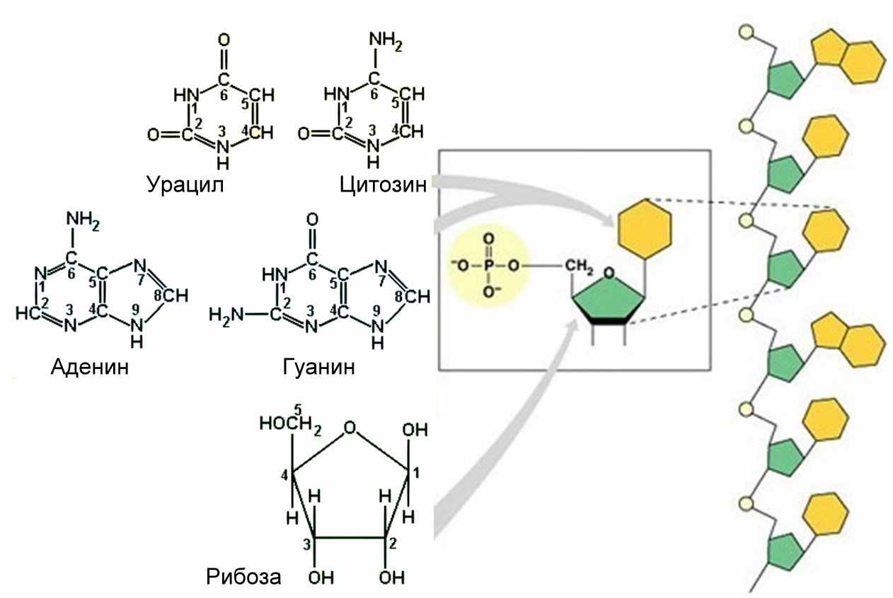 Рнк аденин гуанин. Нуклеотиды гуанин аденин Тимин урацил. Аденин строение. Структура полинуклеотидных цепей АТФ. Строение ДНК И АТФ.
