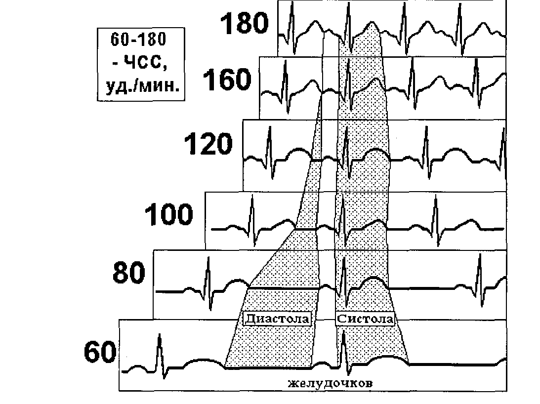 Уд мин. Интервал qt систола желудочков. Систола и диастола на ЭКГ. Электрическая диастола желудочков. Систола и диастола сердца на ЭКГ.