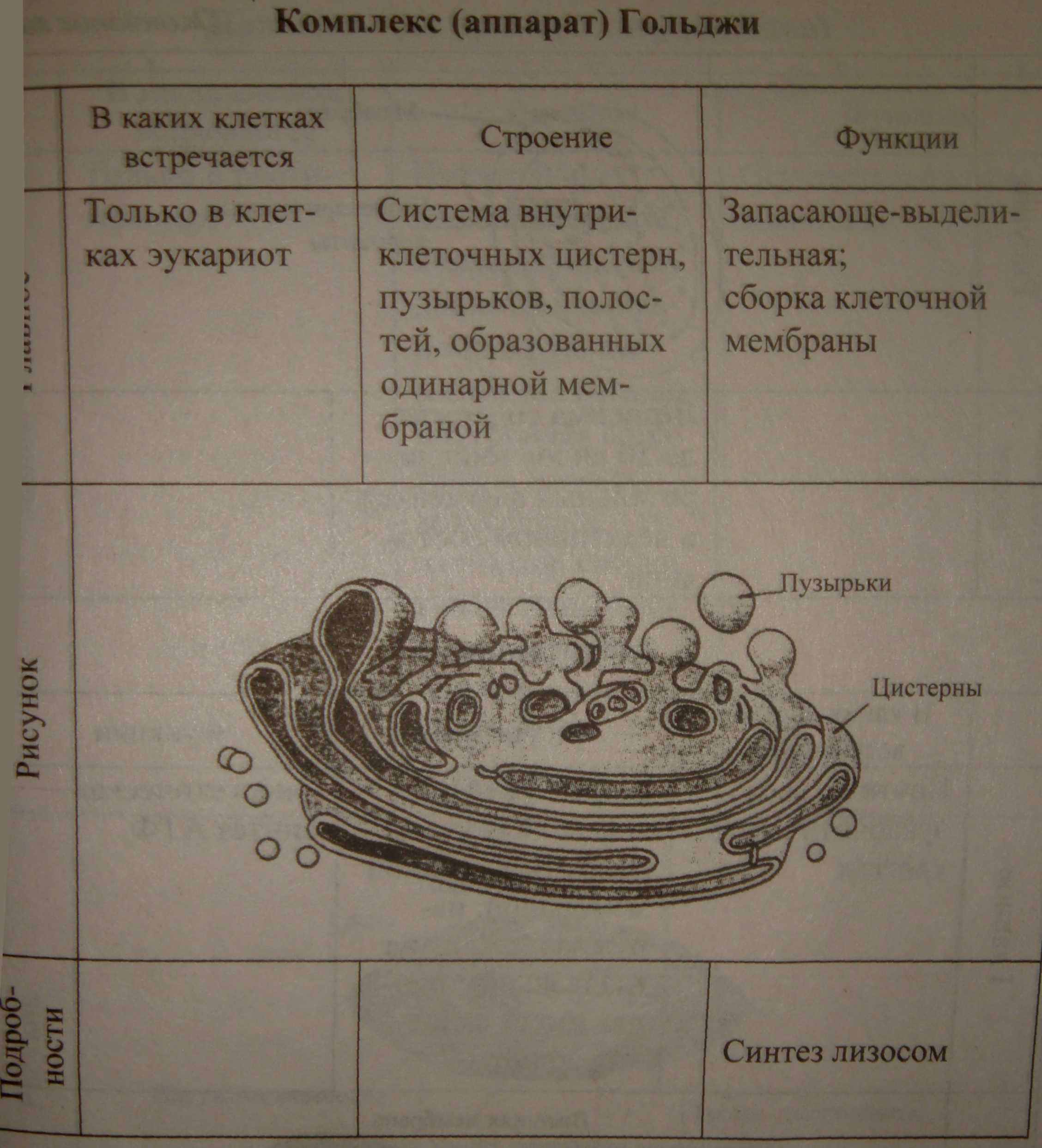 Строение комплекса гольджи. Органоид аппарат Гольджи рисунок. Аппарат Гольджи рисунок функции. Строение комплекса Гольджи клетки рисунок. Аппарат Гольджи у растительной клетки строение.