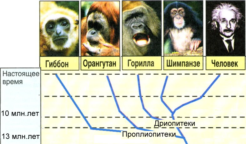 При расшифровке генома гориллы. Эволюционное Древо приматов и человека. Древо эволюции приматов. Древо гоминид. Схема эволюции обезьян.