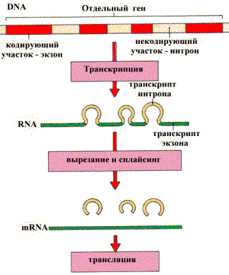 Реализация наследственной информации (репликация, транскрипция, трансляция)