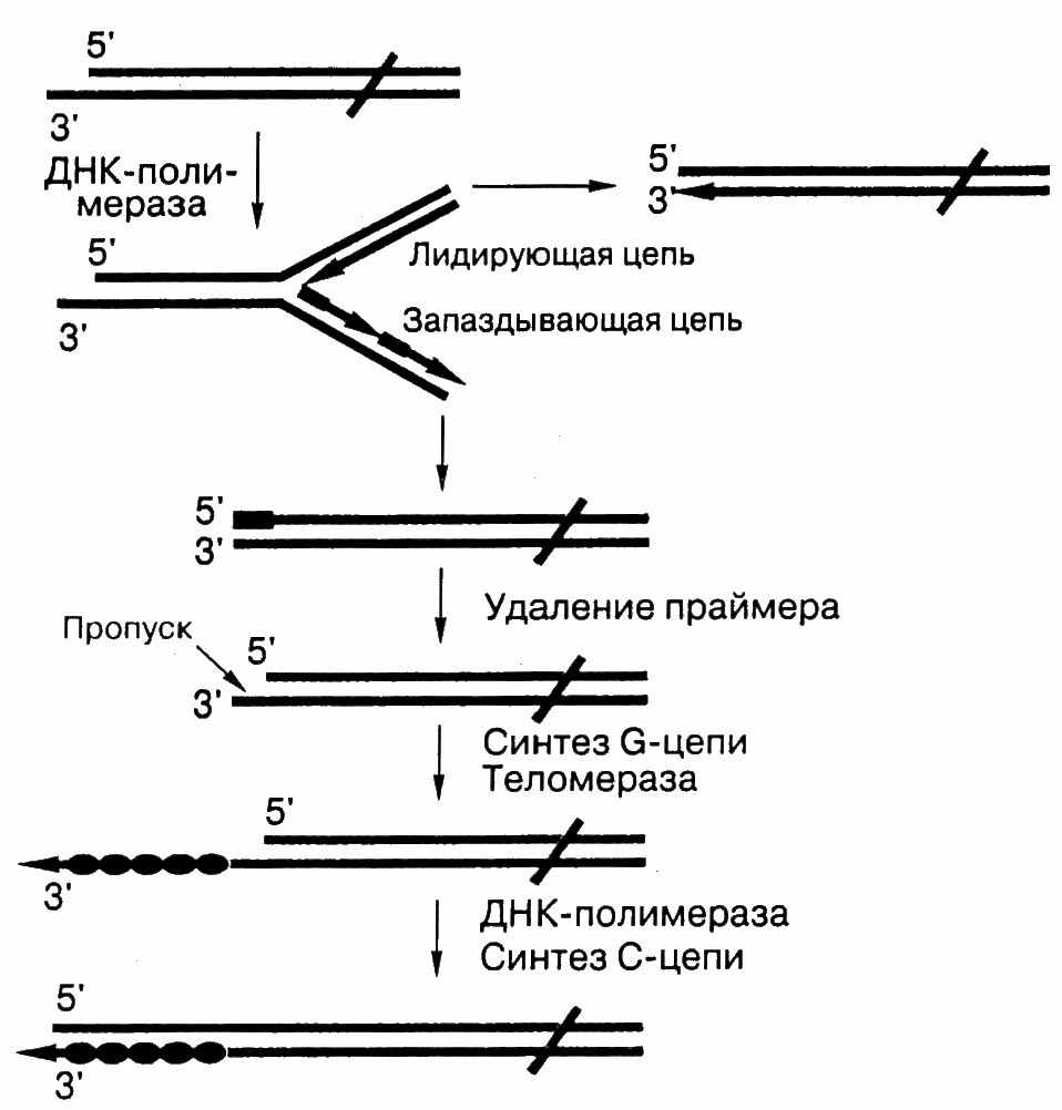 Концевая недорепликация ДНК. Репликация ДНК теломеры. Репликация ДНК И хромосомы. Схема репликации ДНК лидирующая цепь.