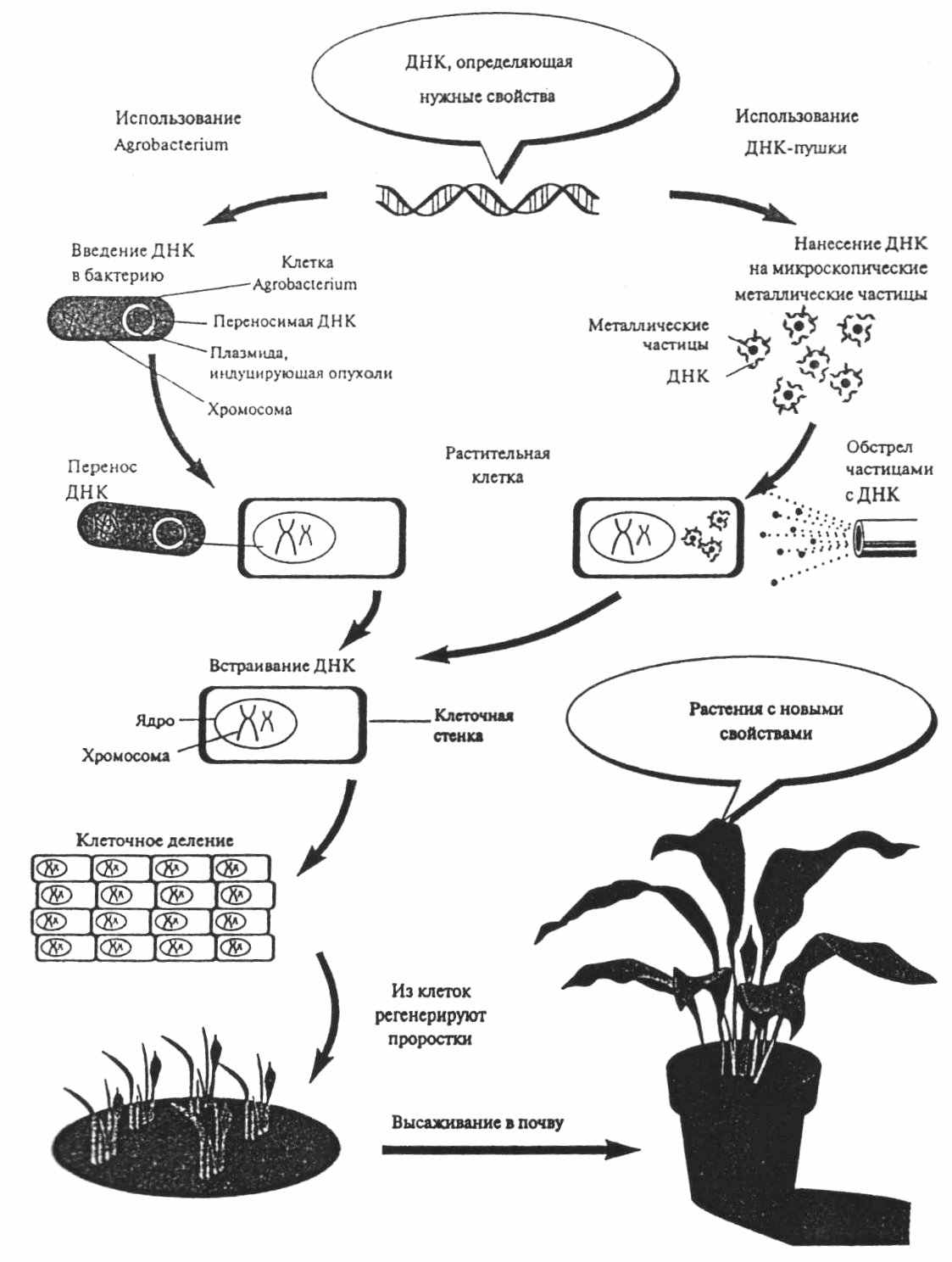 Этапы генной инженерии бактерий. Схема получения трансгенного растения. Общая схема получения генномодифицированных растений. Схема агробактериальной трансформации. Новый подход для получения трансгенных растений с "antisense RNA".