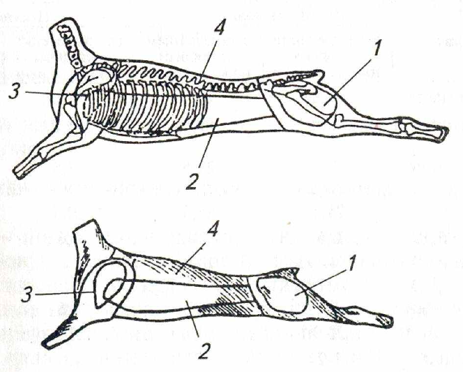 Части баранины. Схема разделки бараньей туши на крупнокусковые полуфабрикаты. Схема разделки баранины козлятины на крупнокусковые полуфабрикаты. Схема разруба туши баранины. Схема разделки туши баранины.
