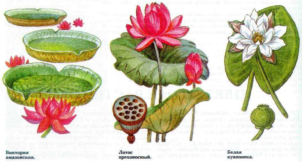 Корневище лотоса орехоносного