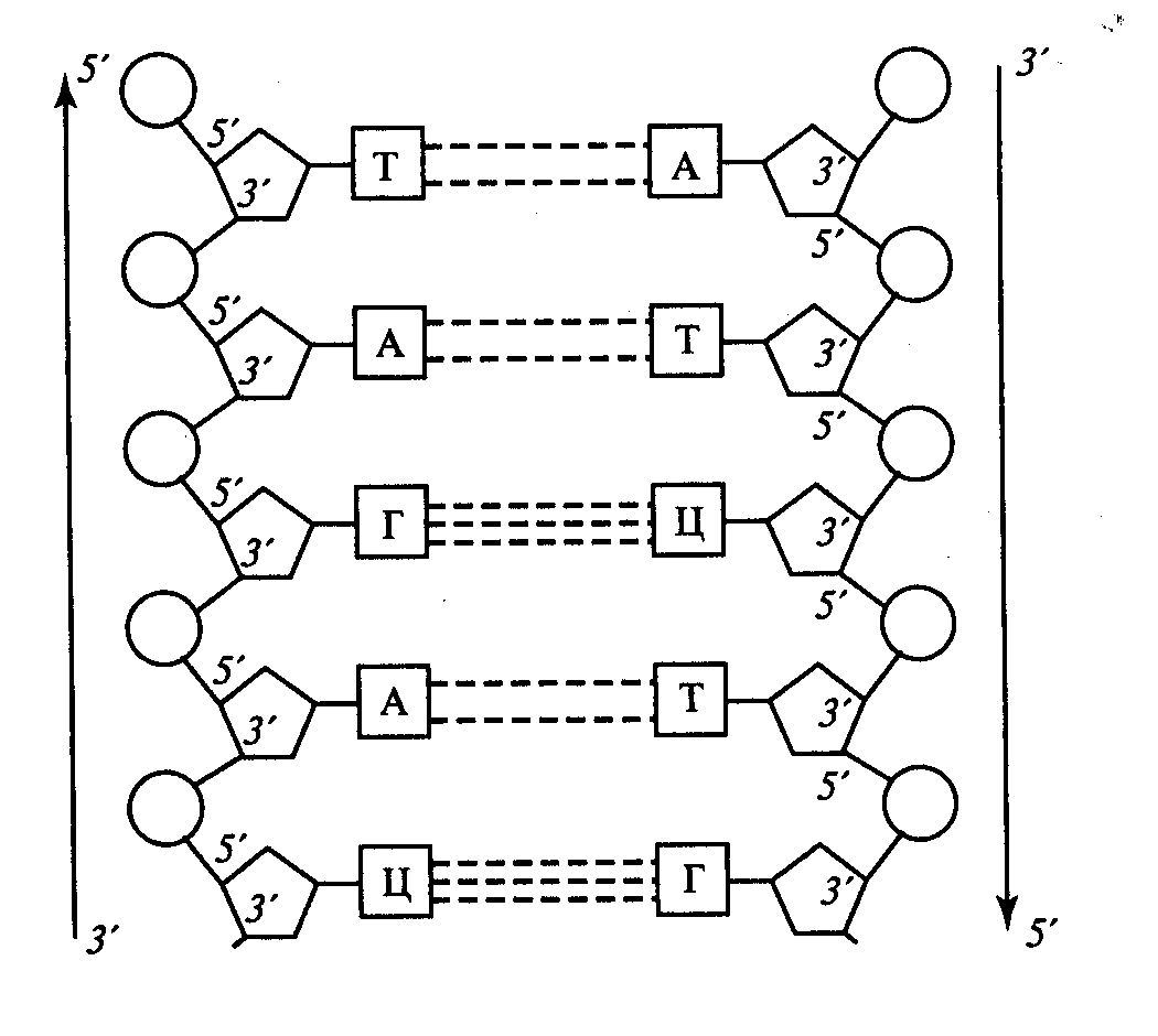 Последовательность комплементарной цепи. Схематическое строение молекулы ДНК. Структура молекулы ДНК схема. Схема строения ДНК. Схема двухцепочечной молекулы ДНК.