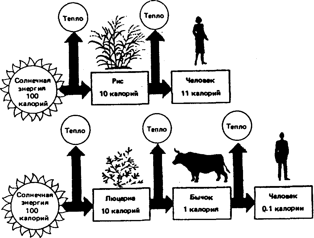 Схема передачи веществ и энергии по цепям питания в природной экосистеме