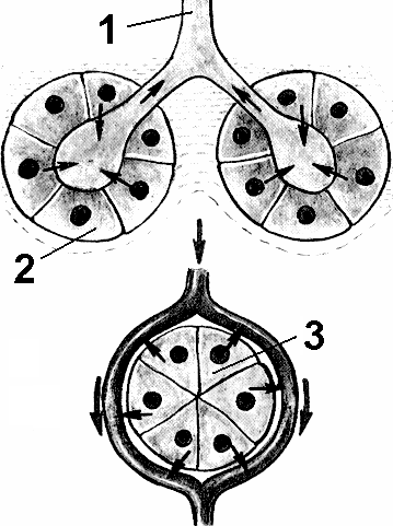 Схема железы внешней секреции